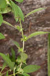 Slender threeseed mercury